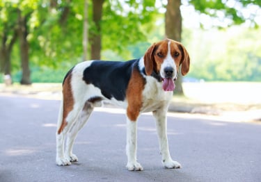 Photo : chien de race Foxhound américain sur Woopets