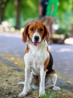 Photo : chien de race Foxhound américain sur Woopets