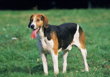 Photo : chien de race Foxhound anglais sur Woopets