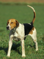Photo : chien de race Foxhound anglais sur Woopets