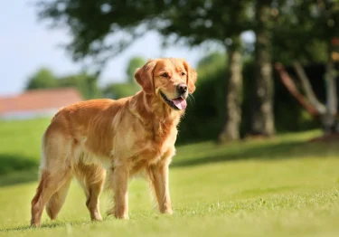 Photo : chien de race Golden Retriever sur Woopets