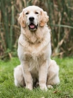 Photo : chien de race Golden Retriever sur Woopets