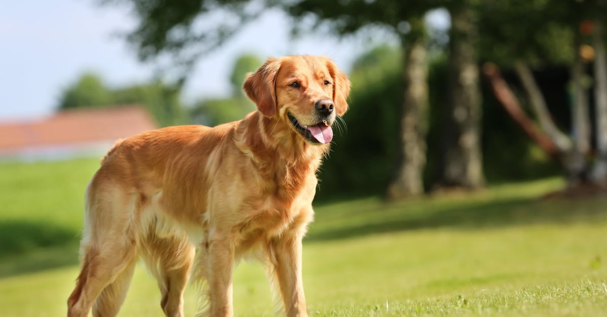 Golden Retriever : caractère, éducation, santé, prix