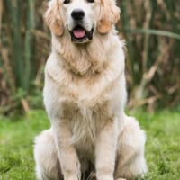 Photo de Golden Retriever