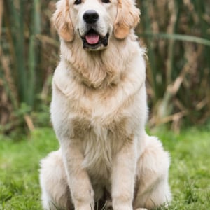 Berger australien, golden retriever, berger belge… Quelles sont