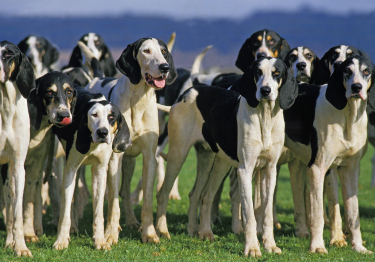 Photo : chien de race Grand Anglo-Français blanc et noir sur Woopets