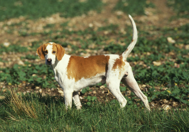 Photo : chien de race Grand Anglo-Français blanc et orange sur Woopets