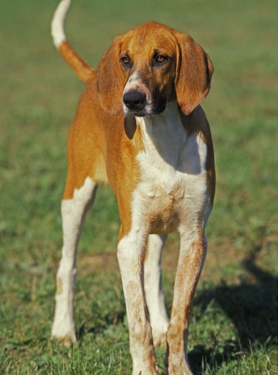 Photo : chien de race Grand Anglo-Français blanc et orange sur Woopets
