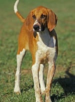 Photo : chien de race Grand Anglo-Français blanc et orange sur Woopets