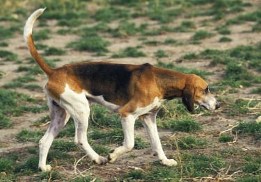 Photo : chien de race Grand Anglo-Français tricolore sur Woopets