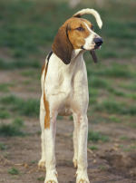 Photo : chien de race Grand Anglo-Français tricolore sur Woopets