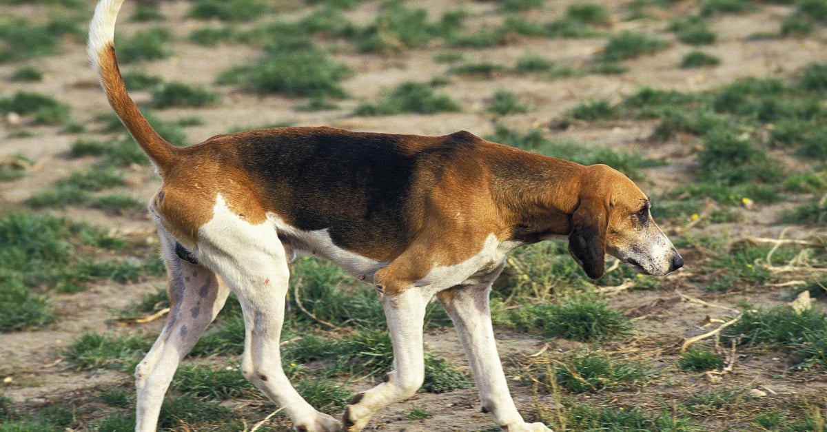 Grand AngloFrançais tricolore caractère, santé, alimentation, prix