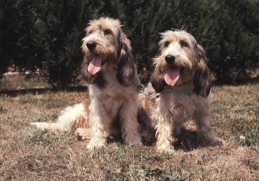 Photo : chien de race Grand Basset Griffon vendéen sur Woopets