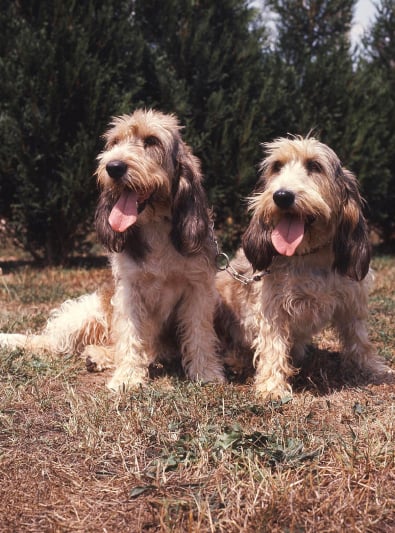 Photo : chien de race Grand Basset Griffon vendéen sur Woopets