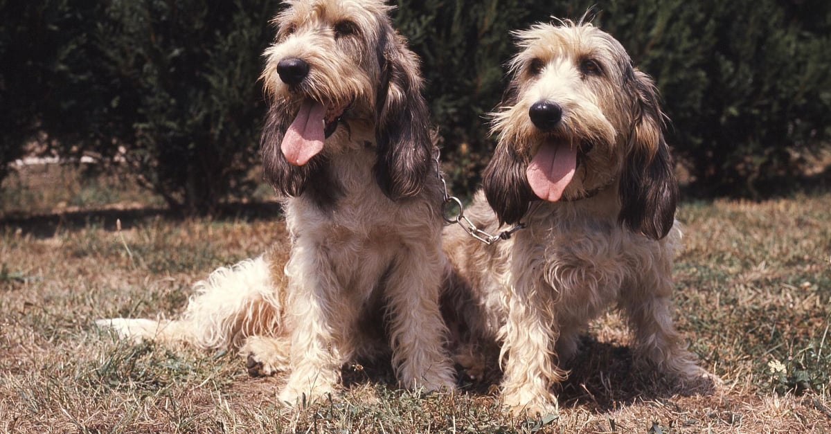 hai chú chó Grand Basset Griffon Vendéen lông xù màu vàng ngồi bên nhau ngoài trời