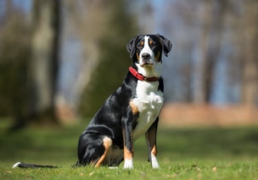 Photo : chien de race Grand Bouvier Suisse sur Woopets