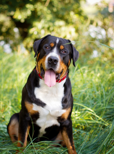 Photo : chien de race Grand Bouvier Suisse sur Woopets