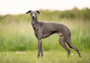 Photo : chien de race Greyhound sur Woopets