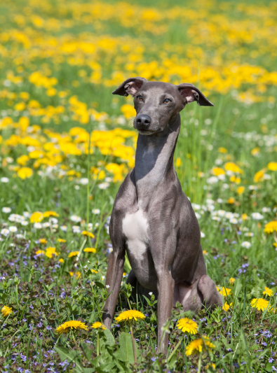 Greyhound Caractère Santé Alimentation Prix Et Entretien
