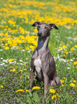 Photo : chien de race Greyhound sur Woopets