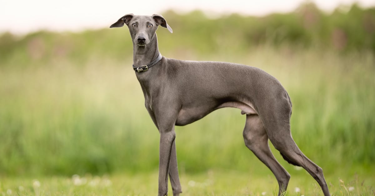 Greyhound : caractère, santé, alimentation, prix et entretien