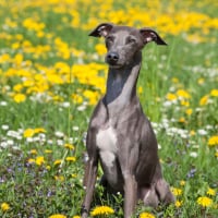 Photo de Greyhound