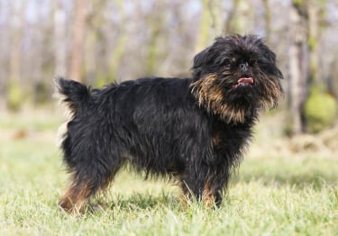 Photo : chien de race Griffon Belge sur Woopets