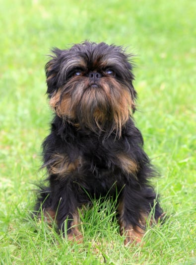 Photo : chien de race Griffon Belge sur Woopets