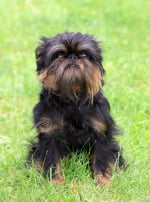 Photo : chien de race Griffon Belge sur Woopets