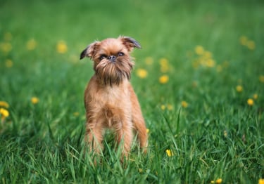 Photo : chien de race Griffon Bruxellois sur Woopets