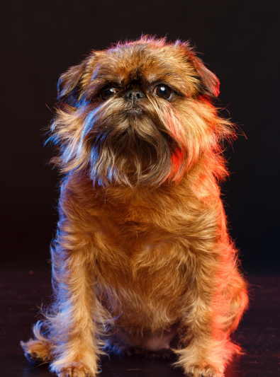 Photo : chien de race Griffon Bruxellois sur Woopets