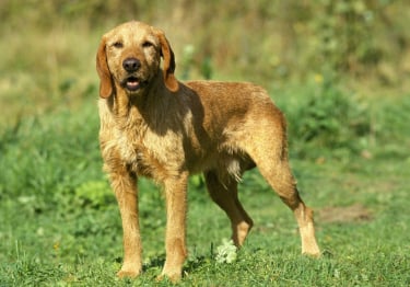 Photo : chien de race Griffon fauve de Bretagne sur Woopets