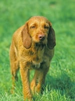 Photo : chien de race Griffon fauve de Bretagne sur Woopets