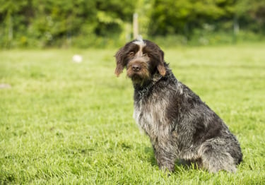 Photo : chien de race Griffon Korthals sur Woopets