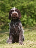 Photo : chien de race Griffon Korthals sur Woopets