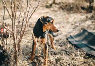 Photo : chien de race Harrier sur Woopets