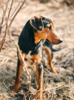 Photo : chien de race Harrier sur Woopets