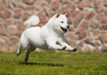 Photo : chien de race Hokkaïdo Ken sur Woopets