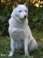 Photo : chien de race Hokkaïdo Ken sur Woopets