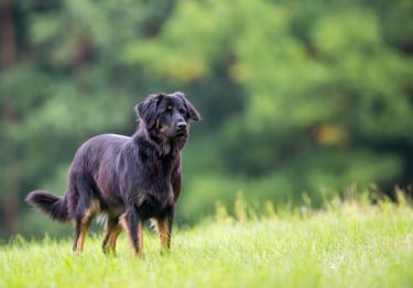 Photo : chien de race Hovawart sur Woopets