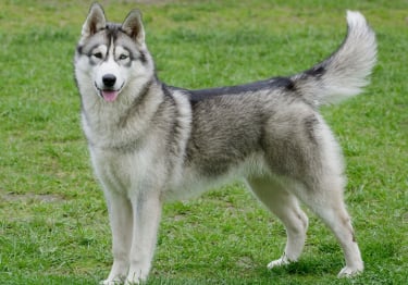 Photo : chien de race Husky Sibérien sur Woopets