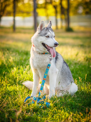 Photo : chien de race Husky Sibérien sur Woopets