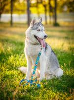 Photo : chien de race Husky Sibérien sur Woopets