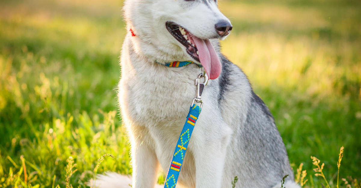 Husky Sibérien Caractère Santé Alimentation Prix Et