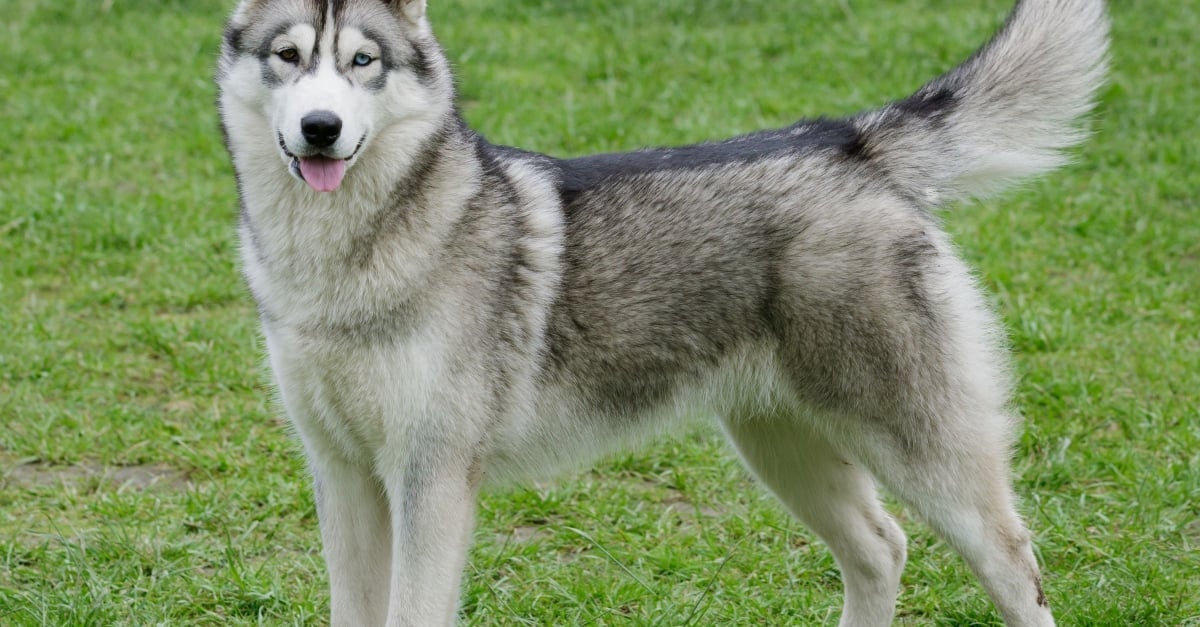 Husky Siberien Caractere Sante Alimentation Prix Et Entretien Husky Siberien Caractere Sante Alimentation Prix Et Entretien