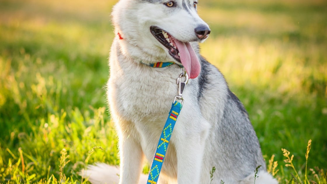 Husky Siberien Caractere Sante Alimentation Prix Et Entretien Husky Siberien Caractere Sante Alimentation Prix Et Entretien
