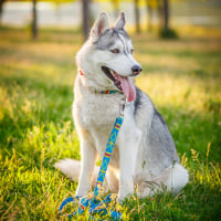 Photo de Husky Sibérien