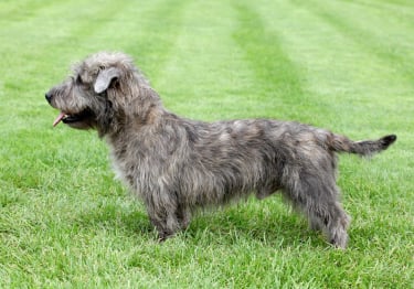 Photo : chien de race Irish Glen of Imaal Terrier sur Woopets