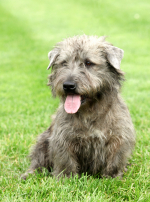 Photo : chien de race Irish Glen of Imaal Terrier sur Woopets