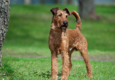 Photo : chien de race Irish Terrier sur Woopets